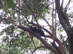 -成都大熊猫繁育研究基地