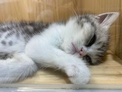 -屋虎猫馆(宝安大仟里店)