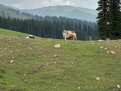 -新疆那拉提国家旅游度假区
