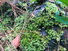 -铁山坪森林公园