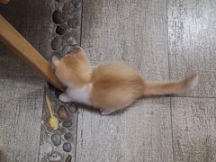 -猫咪咖啡·猫咖(万达广场店)