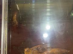 -鸿运兔·手撕烤兔(天府广场店)