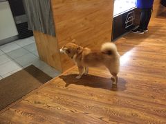 -柴务处·柴犬主题狗咖