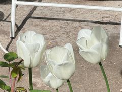 -三仟津花园咖啡馆