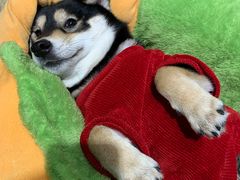 -逗柴咖啡屋·狗咖猫咖宠物桌游