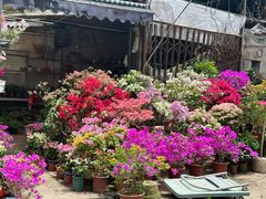 -桂林市花鸟市场