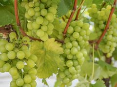 -金谷域澳洲庄园