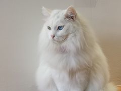 -有猫主题·治愈系猫咖(曾厝垵店)