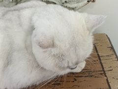 -共舞时光猫咖·狗咖(新街口店)