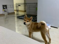 -多乐狗狗宠物训练工作室