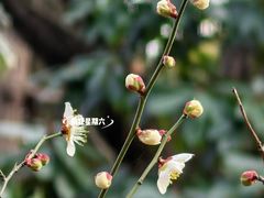 -香雪海