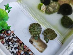 -尤素福东举院饺子馆