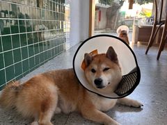 -是阿柴呀！柴犬咖啡·爱喵喵猫咖