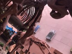 -陕西自然博物馆