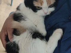 -瑞派宠物医院·犬猫全科·猫友好(宾水西道店)