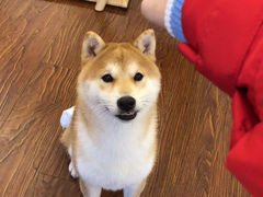 -豆柴町-柴犬主题狗咖(红鼎国际C座店)