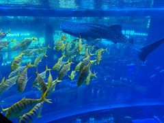 -成都浩海立方海洋公园