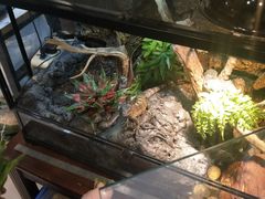 -乌龙爬宠部落(信和购物广场店)