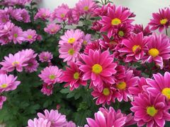 iphone_upload_pic-上海鲜花港