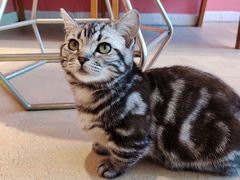 -藏猫猫咖啡主题馆(中央大道店)