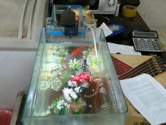 -小田乌鱼排(济宁总店)