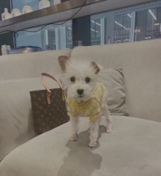-传说形象
