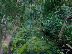-中国科学院西双版纳热带植物园