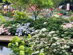 -深圳仙湖植物园