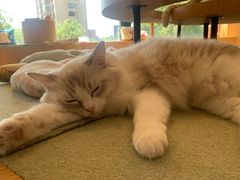 -CAT’S MEWSTAR CAFE·喵星球猫屋(晴湾咖啡店)