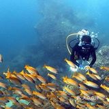 最受欢迎的潜水运动