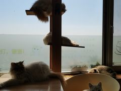 -猫的茶·猫咖