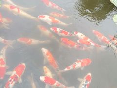 -鹅湖玫瑰文化园