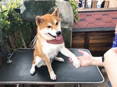 -柴犬高等学院·狗咖·柴犬售卖·宠物训练