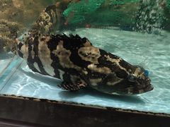 -阿伟海鲜楼·福建菜(延寿店)