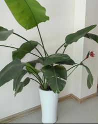 -Dr.林醫生产后修复·配方产康店(南京大厂店)