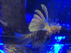 -迪拜水族馆及水下动物园