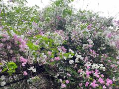 -深圳国际园林花卉博览园