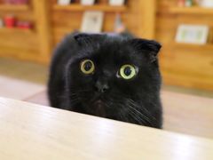 -猫咖时代(中山亭店)
