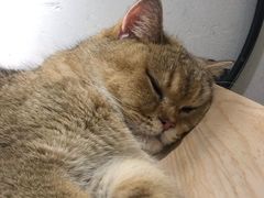 -飞行喵MR PILOT|猫舍·猫咖(静安大融城店)