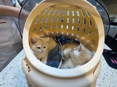 -宠爱国际动物医院·消化内科·心肾内科·ISFM猫友好(望京店)