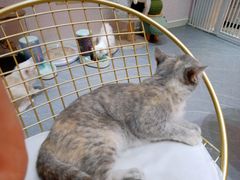 -喵店&猫咖