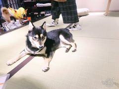 -逗柴咖啡屋·狗咖猫咖宠物桌游