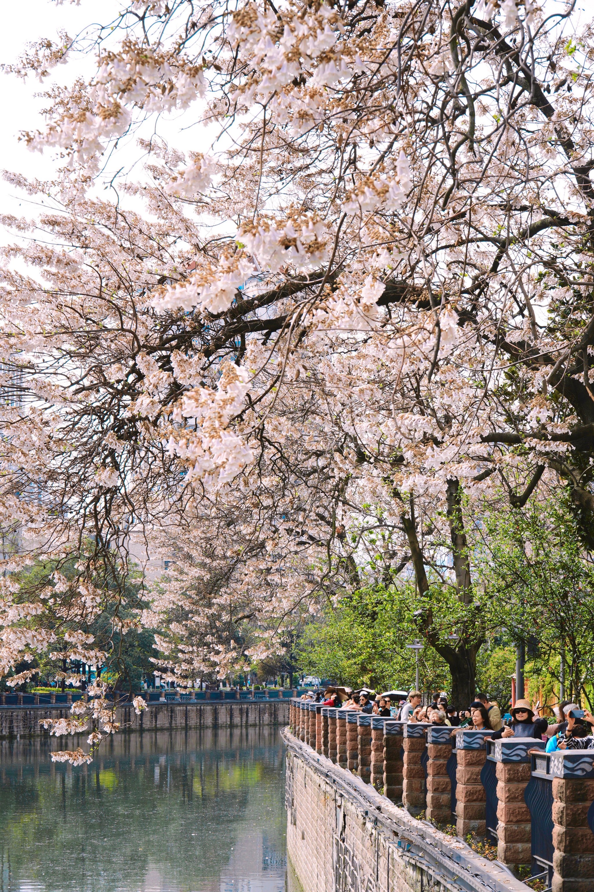 成都泡桐花图片