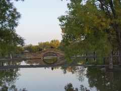 -金塔沙漠胡杨林景区