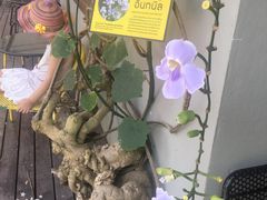 -莓园冰淇淋店