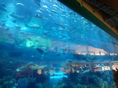 -迪拜水族馆及水下动物园