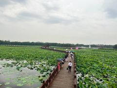 -荷塘月色湿地公园·向阳花洲