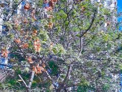 -粤秀小厨·广式早茶(辽宁路店)