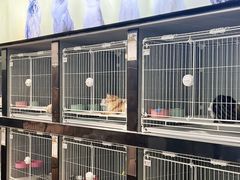 -翊宠yipet猫狗购宠庄园犬舍•猫舍