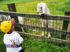 -田园东方蜜桃村的田野营地